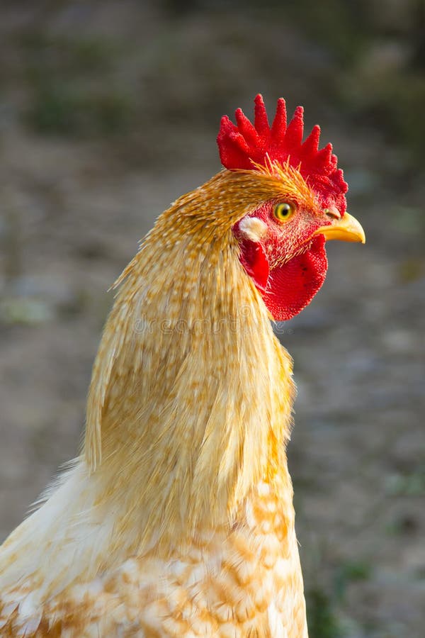 Курицы и петухи стоковое фото. изображение насчитывающей