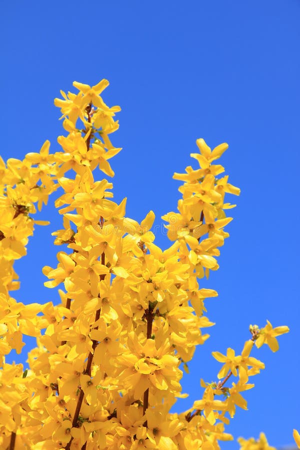 Full bloom forsythia bush at springtime, against blue sky. Full bloom forsythia bush at springtime, against blue sky.