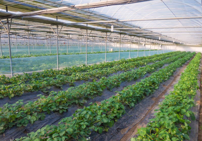 Strawberry bush growing in agriculture farm. Strawberry bush growing in agriculture farm