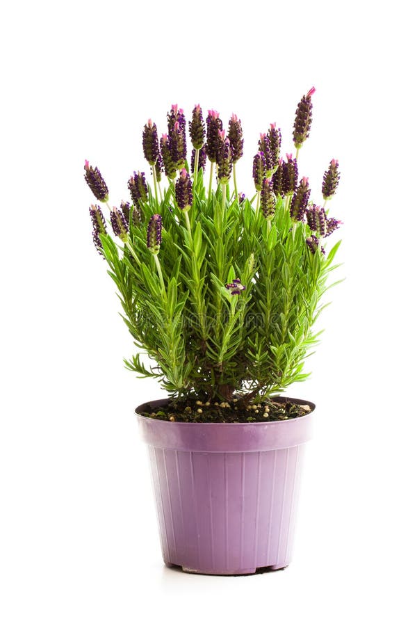 Lavender bush in flower pot isolated on white. Lavender bush in flower pot isolated on white