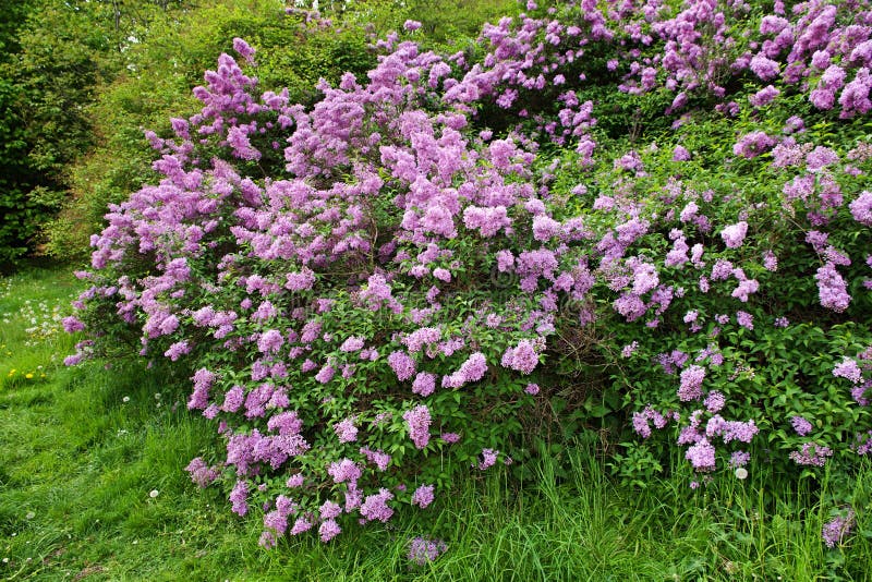 Буш сирени был покрыт одеялом льда на зимний день. Стоковое Изображение ...