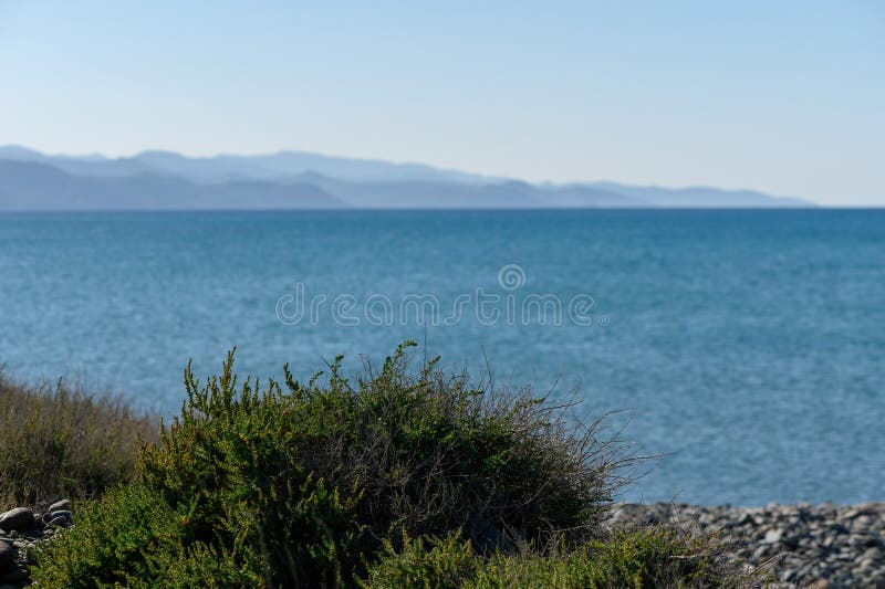 bush of grass on the seashore with a view of the mountains in winter in Cyprus 1. bush of grass on the seashore with a view of the mountains in winter in Cyprus 1