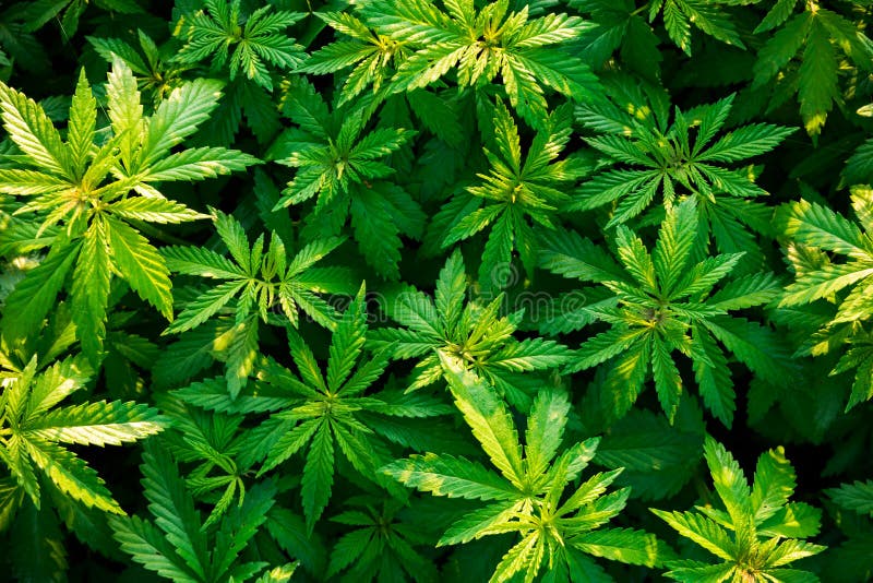 Марихуана звуки пошаговое выращивание марихуаны