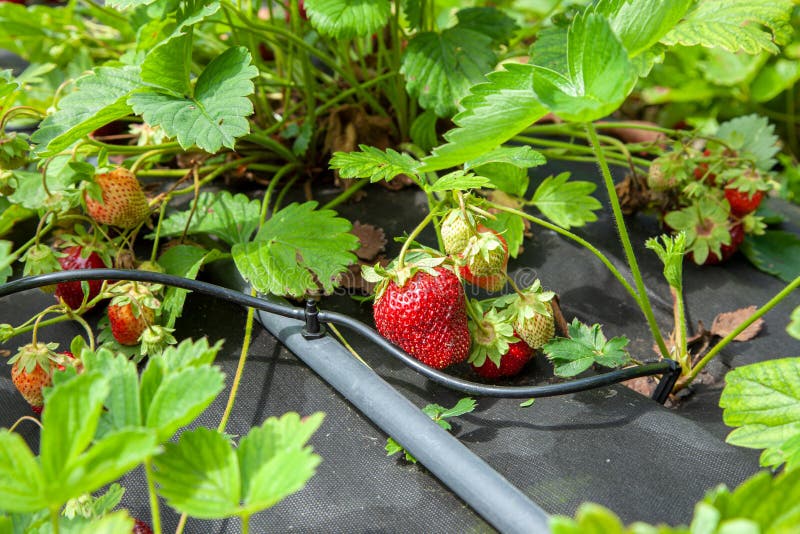 Strawberry bushes are moistened with drip irrigation. Strawberry bushes are moistened with drip irrigation.