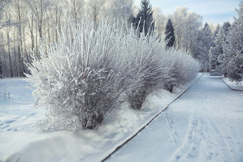 Кусты с снегом и заморозок на городе паркуют стоковое фото rf