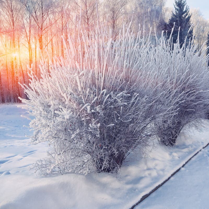 Кусты с снегом и заморозок на городе паркуют стоковая фотография rf