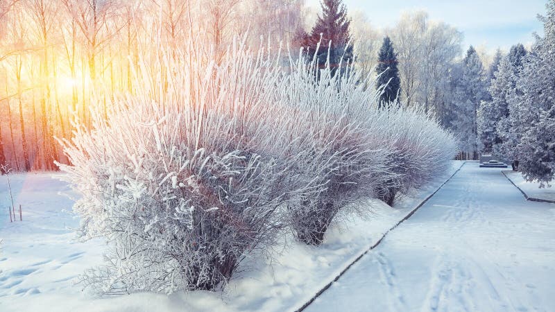 Кусты с снегом и заморозок на городе паркуют стоковая фотография rf