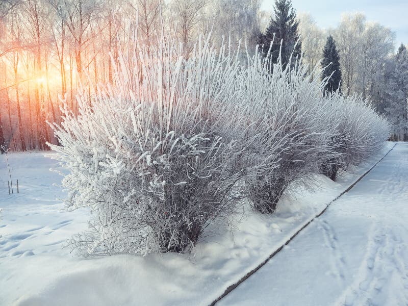 Кусты с снегом и заморозок на городе паркуют стоковое фото
