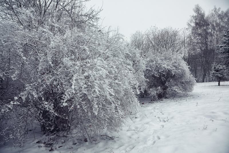 Кусты с снегом и заморозок на городе паркуют стоковое фото