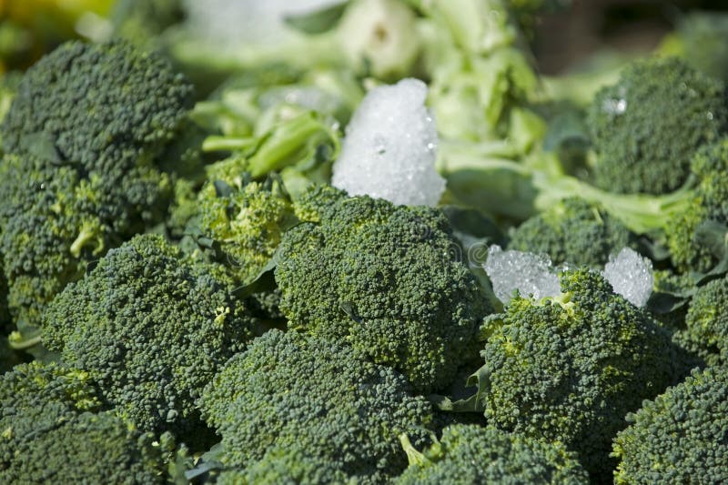 Farmers market large pile of farm fresh brocolli. Farmers market large pile of farm fresh brocolli