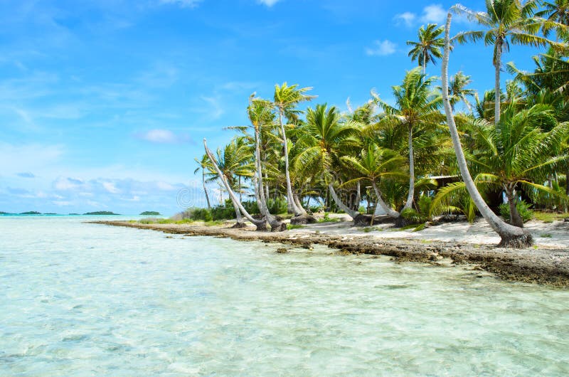 Ладони кокоса на острове в Тихом океане