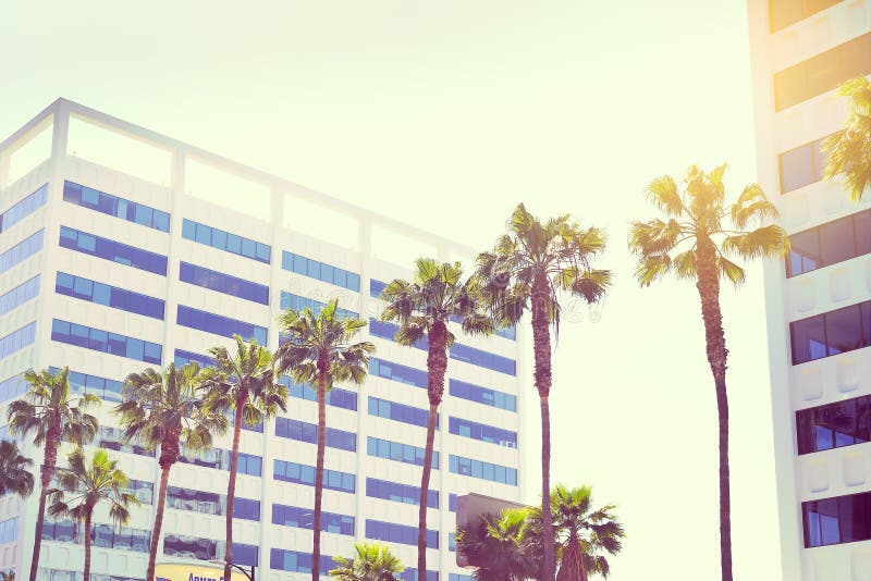 Palms on a boulevard hollywood on a building background in sunlight. Palms on a boulevard hollywood on a building background in sunlight