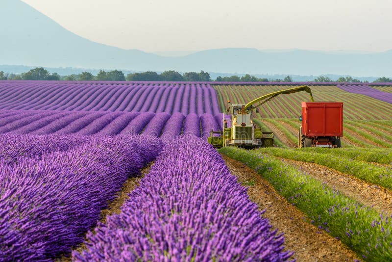 Lavender field harvesting in the early morning, Valensole Plateau, Provence. Lavender field harvesting in the early morning, Valensole Plateau, Provence