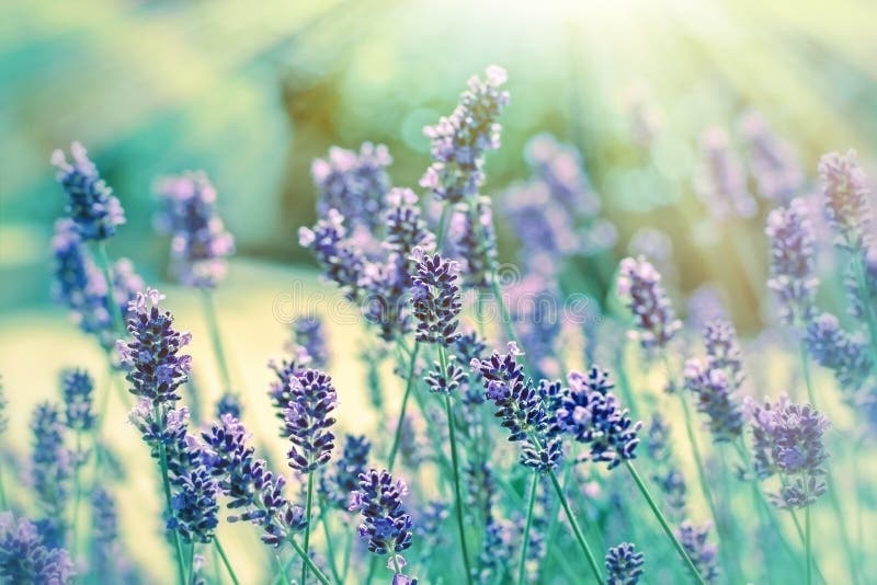 Lavender illuminated by sunlight in my flower garden. Lavender illuminated by sunlight in my flower garden