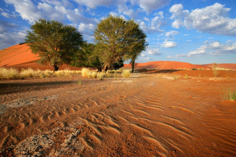 Landscape with red sand dunes, desert grasses and African Acacia trees, Sossusvlei, Namibia. Landscape with red sand dunes, desert grasses and African Acacia trees, Sossusvlei, Namibia