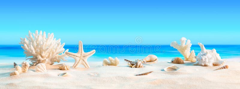 Ландшафт с seashells на тропическом пляже стоковое изображение rf