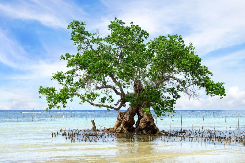 Дерево мангровы. Остров Siquijor, Филиппиныы