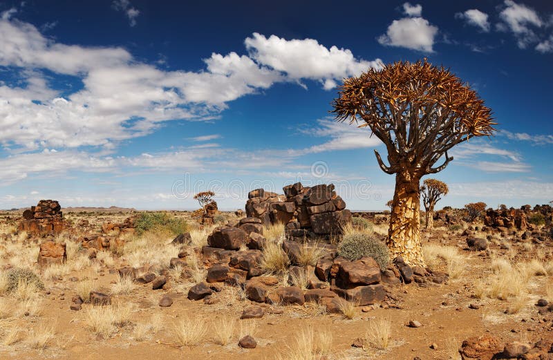 Landscape with quiver trees (Aloe dichotoma), South Namibia. Landscape with quiver trees (Aloe dichotoma), South Namibia