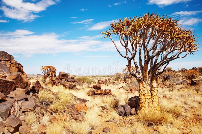 Landscape with quiver trees (Aloe dichotoma), Namibia. Landscape with quiver trees (Aloe dichotoma), Namibia