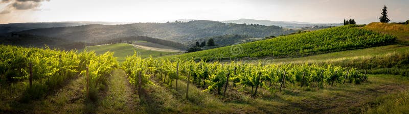 The saint of tuscany, one of the many sanctuaries of the roads that cross it in the middle of the road crossing the vineyard wine plant. The saint of tuscany, one of the many sanctuaries of the roads that cross it in the middle of the road crossing the vineyard wine plant