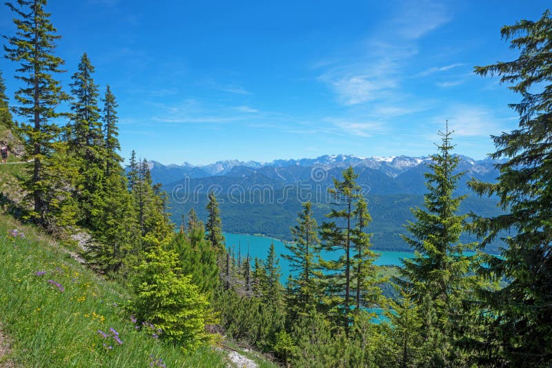 Ландшафт весны на горе herzogstand с елями луг, а из окон открывается вид на озеро, walchensee цветов в Баварии стоковые фото
