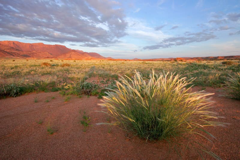 Grassland landscape at sunrise, Brandberg mountain, Namibia, southern Africa. Grassland landscape at sunrise, Brandberg mountain, Namibia, southern Africa