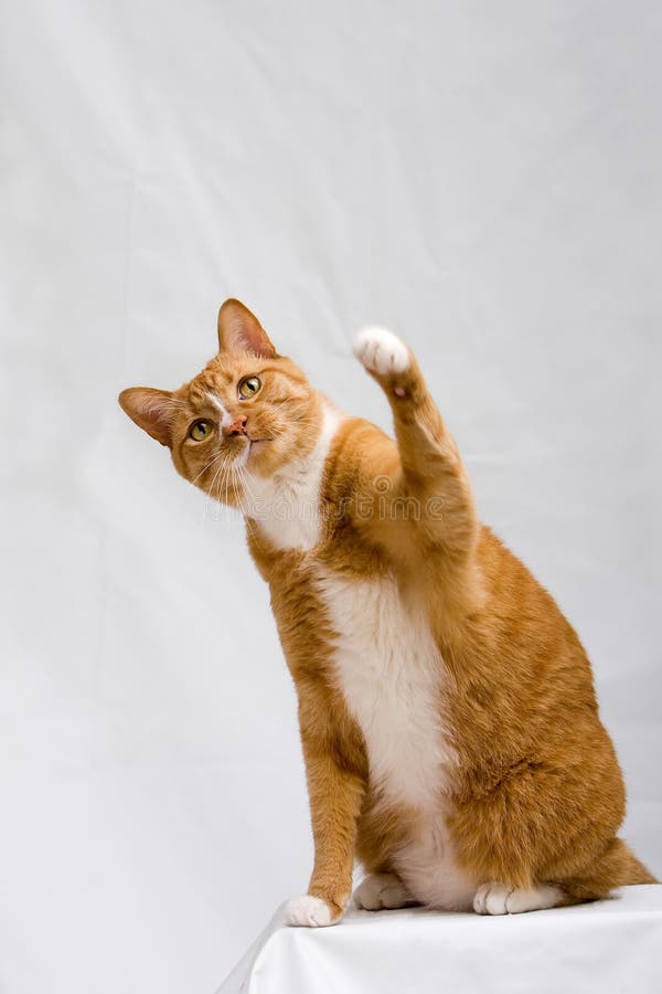 лапка кота милая вверх лапка кота милая вверх