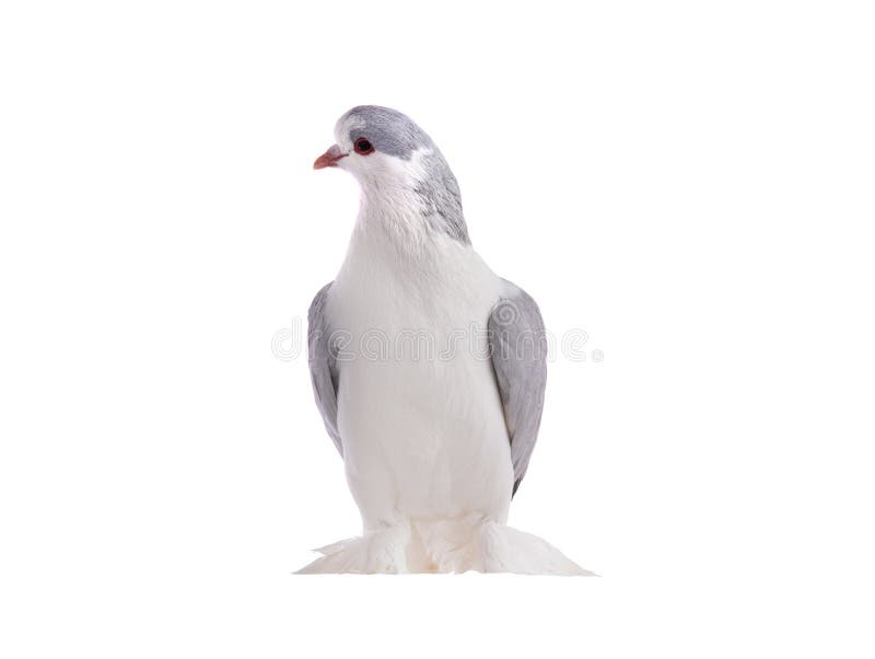 lahore pigeon isolated on a white background. lahore pigeon isolated on a white background