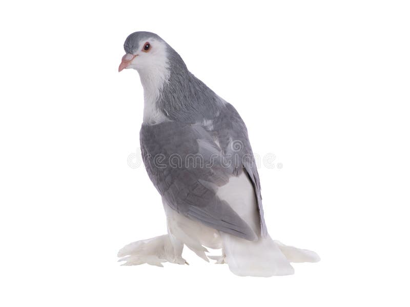 lahore pigeon isolated on a white background. lahore pigeon isolated on a white background