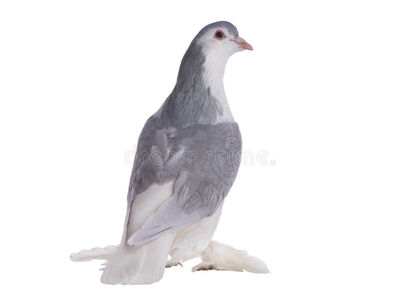 lahore pigeon isolated on a white background. lahore pigeon isolated on a white background