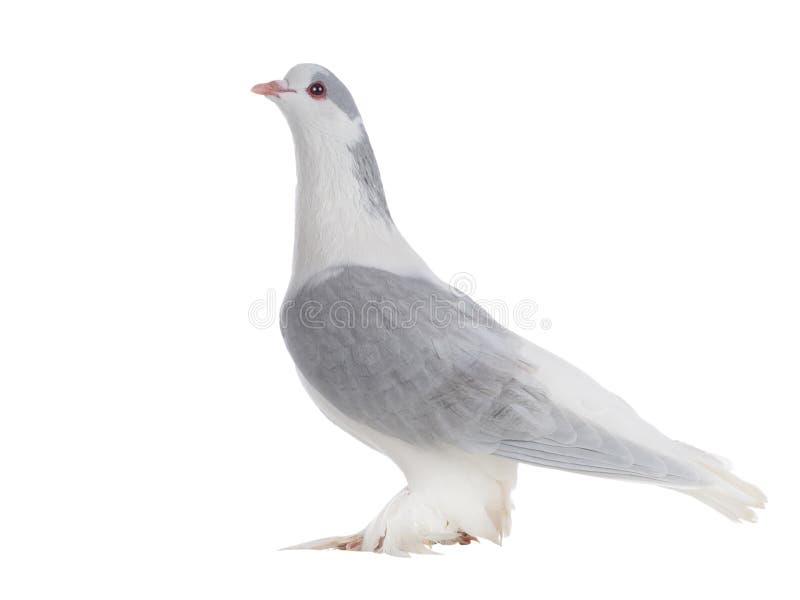 lahore pigeon isolated on a white background. lahore pigeon isolated on a white background