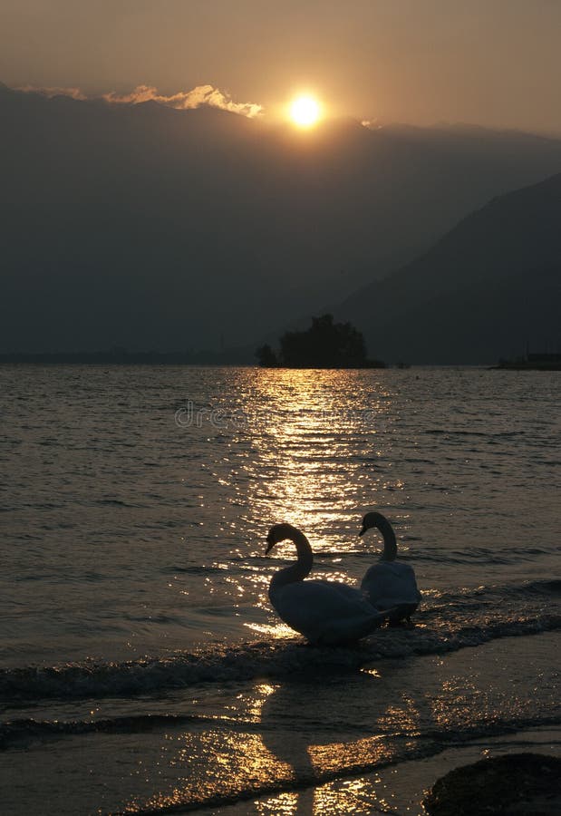 Two swans in the sunset light. Two swans in the sunset light