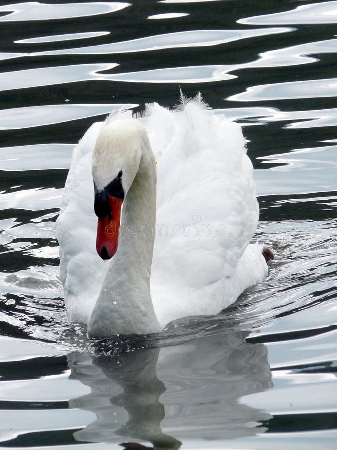 Лебедь переднего плана плавая в темной воде озера