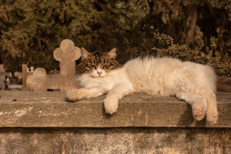 Лежать кота Ferral уснувший на стене кладбища в Кипре Много диких котов кочуя вокруг стоковые изображения