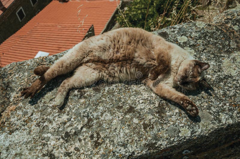 Лежать сиамского кота уснувший на каменном парапете стоковые фотографии rf