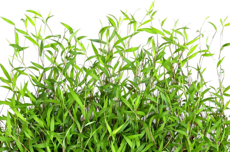 Зеленое лезвие лета на белой предпосылке Стоковое Изображение ...