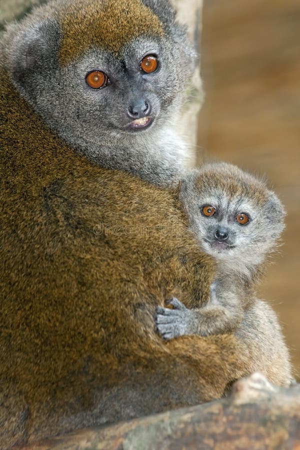 Lac Alaotra gentle lemur (Hapalemur alaotrensis) baby. Lac Alaotra gentle lemur (Hapalemur alaotrensis) baby