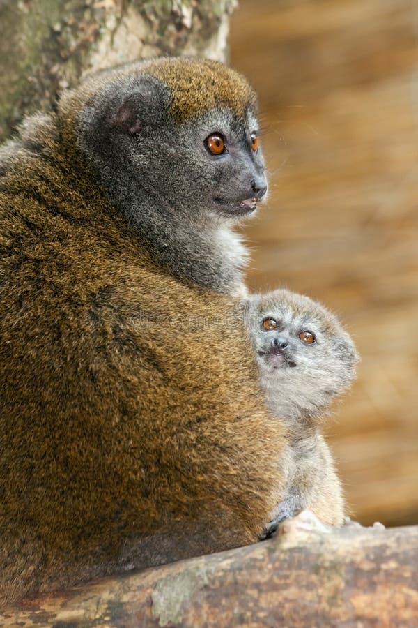 Lac Alaotra gentle lemur (Hapalemur alaotrensis) baby. Lac Alaotra gentle lemur (Hapalemur alaotrensis) baby