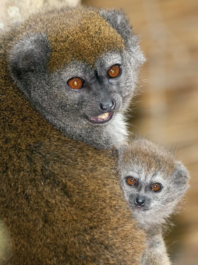 Lac Alaotra gentle lemur (Hapalemur alaotrensis) baby. Lac Alaotra gentle lemur (Hapalemur alaotrensis) baby