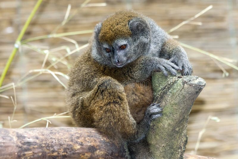 Lac Alaotra gentle lemur (Hapalemur alaotrensis). Lac Alaotra gentle lemur (Hapalemur alaotrensis)