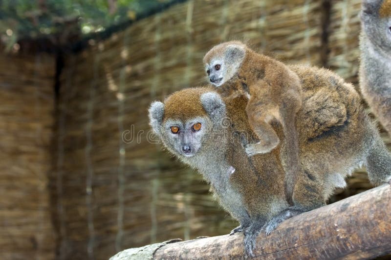 Lac Alaotra gentle lemur (Hapalemur alaotrensis) baby. Lac Alaotra gentle lemur (Hapalemur alaotrensis) baby