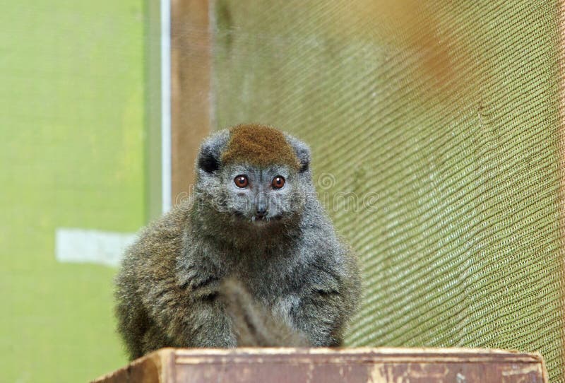 Alaotran Gentle Lemur resting on a wooden box in captivity. Alaotran Gentle Lemur resting on a wooden box in captivity