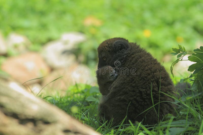 The adult alaotran gentle lemur female with her juvenile. The adult alaotran gentle lemur female with her juvenile