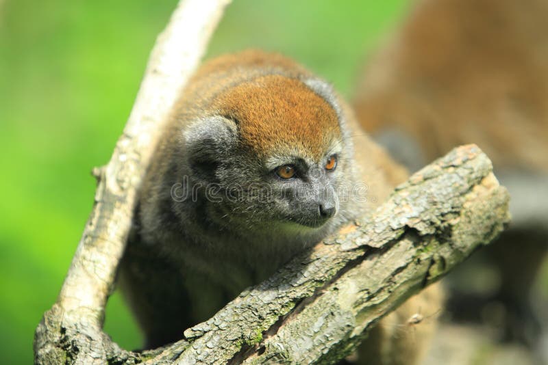 The Alaotran bamboo lemur behind the wood stub. The Alaotran bamboo lemur behind the wood stub.