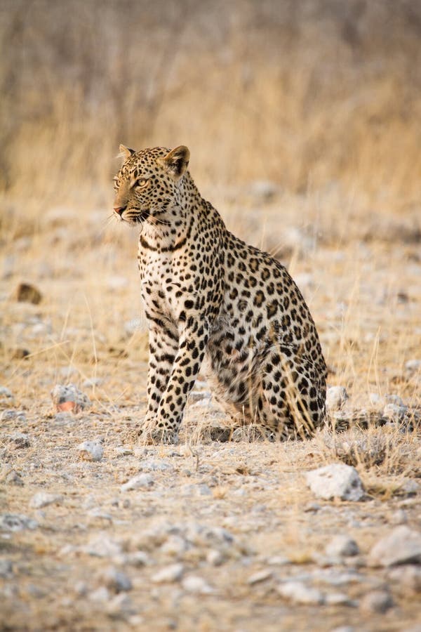 Leopard , safari Etosha, Namibia Africa. Leopard , safari Etosha, Namibia Africa