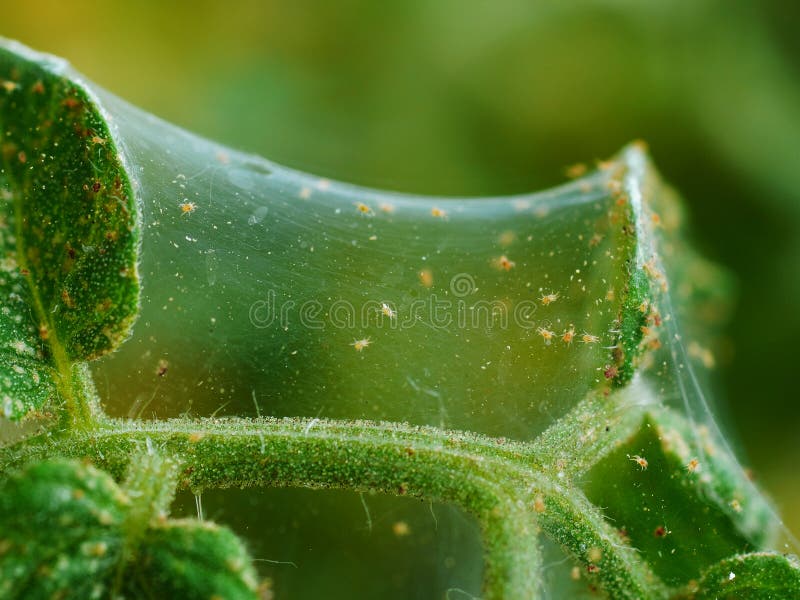 Photo shows a colony of spider mites on tomatoes. Photo shows a colony of spider mites on tomatoes