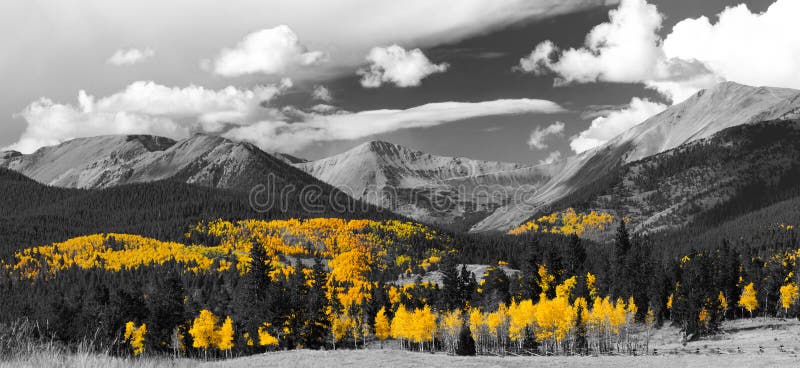 Лес Aspen падения в черно-белом панорамном Landscap горы стоковое фото