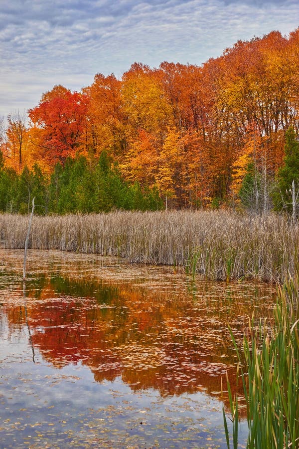 Brightly colored red, orange and yellow trees in autum. Brightly colored red, orange and yellow trees in autum