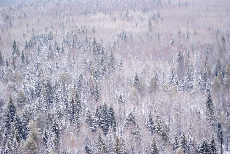 Лес зимы снежный с взглядом глаза птицы стоковые фотографии rf Лес зимы снежный с взглядом глаза птицы стоковые фотографии rf