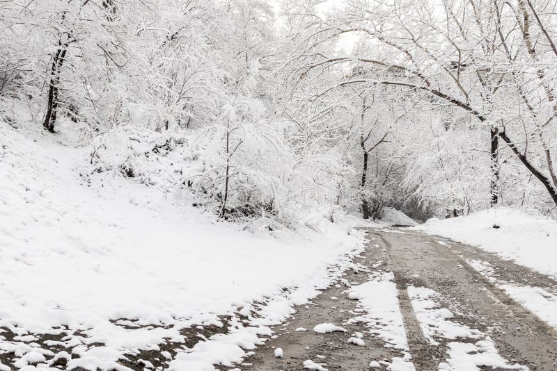 Лес и дорога зимы в снеге с трассировками автошин